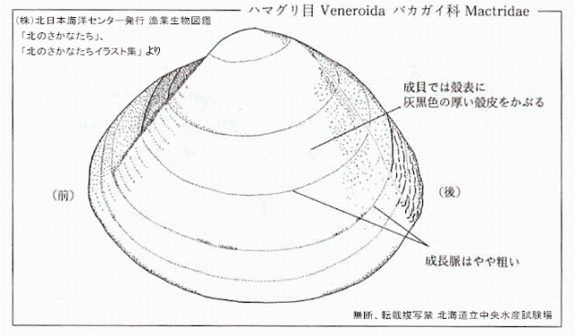 ウバガイ