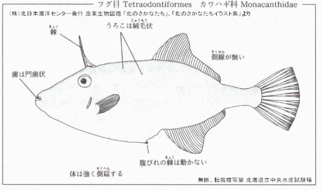 ウマヅラハギ