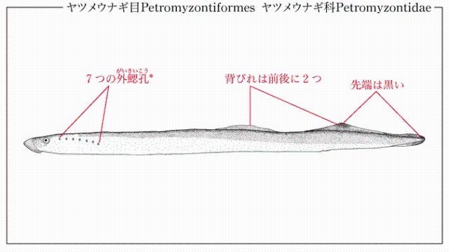 カワヤツメ