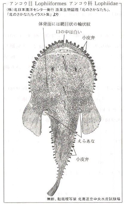 キアンコウ