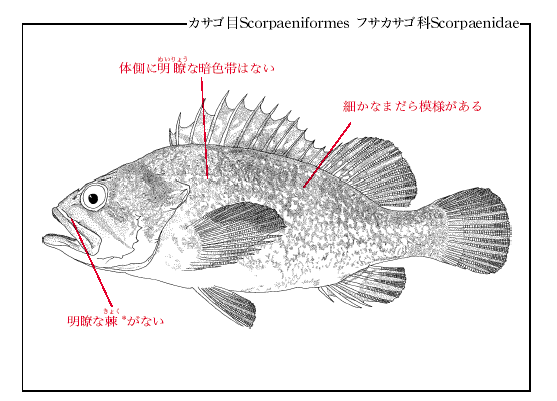 キツネメバル