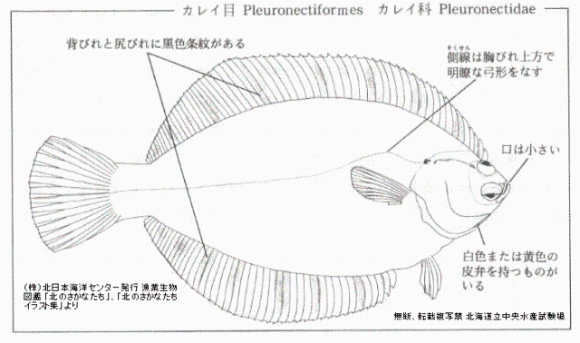 クロガシラガレイ