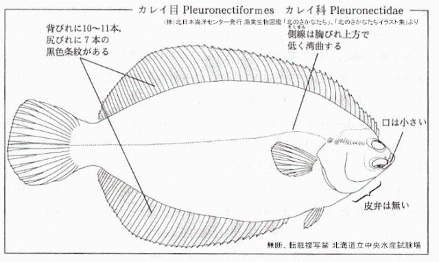 クロガレイ