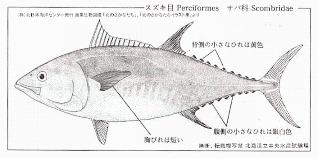 クロマグロ