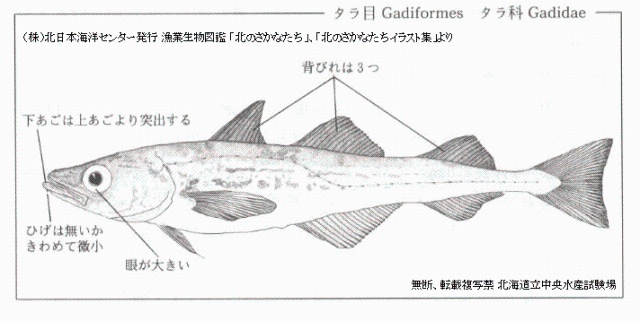 スケトウダラ