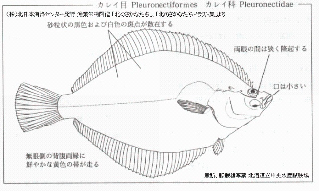 スナガレイ