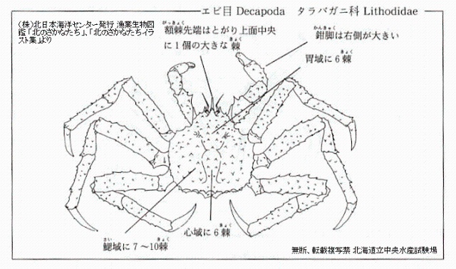 タラバガニの図