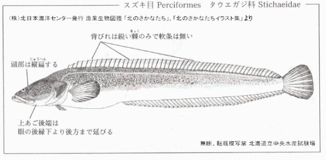 ナガヅカ