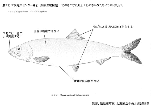 ニジマス