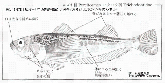 ハタハタ 