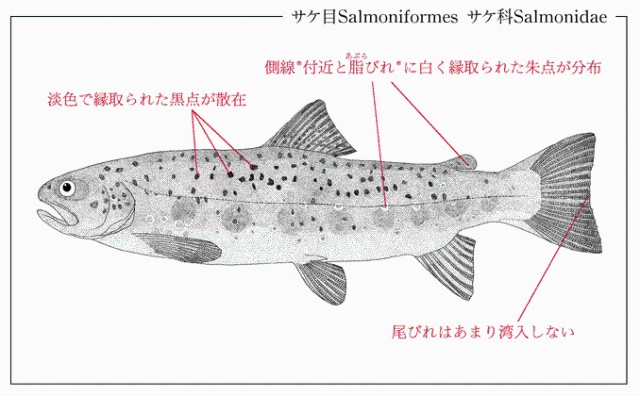 ブラウントラウト