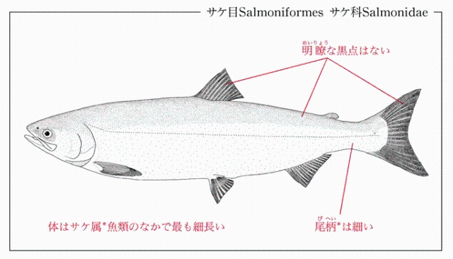 ベニザケ（ヒメマス）