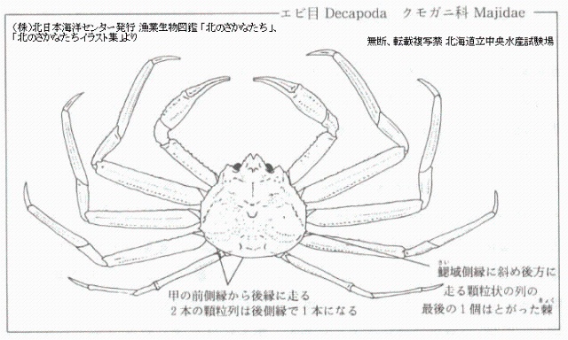 ベニズワイガニ