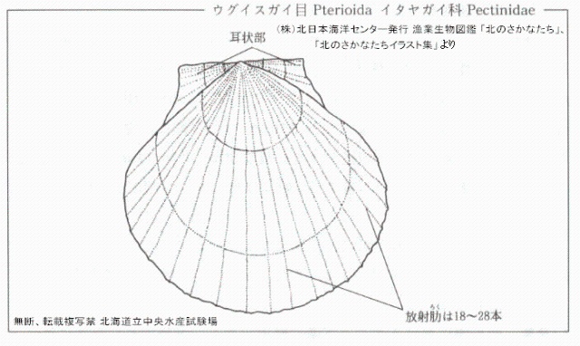 ホタテガイ