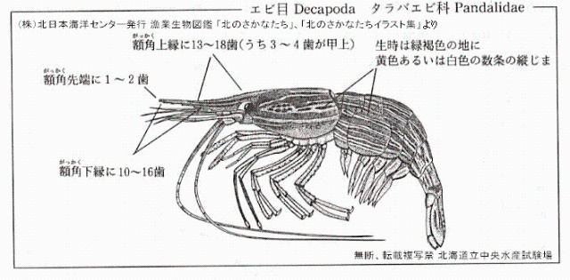 ホッカイエビ