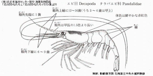 ホッコクアカエビ