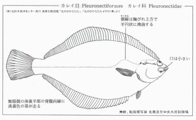 マガレイ