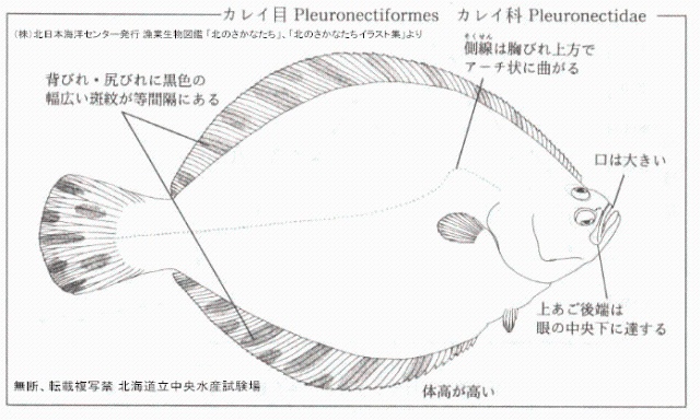 マツカワ