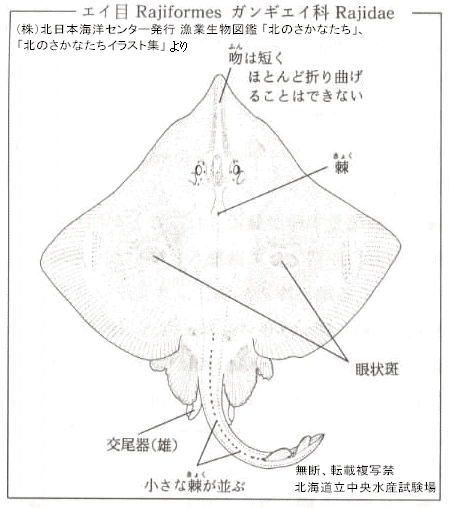 メガネカスベ