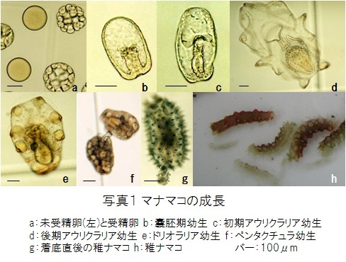 マナマコの成長