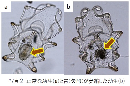 正常な幼生（a）と胃（矢印）が萎縮した幼生（b）