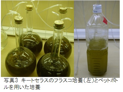 キートセラスのフラスコ培養（左）とペットボトルを用いた培養