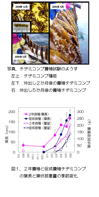 チヂミコンブ養殖試験の写真と図1