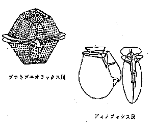 プロトゴニオラックス属とディノフィシス属のプランクトンの図