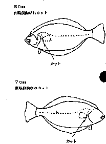 ヒラメ標識放流始まる