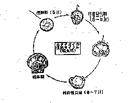 ラーバとは何か