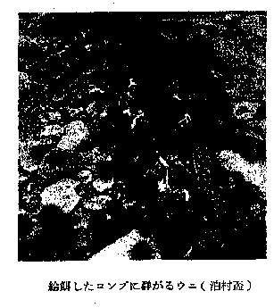 給餌したコンブに群がるウニ