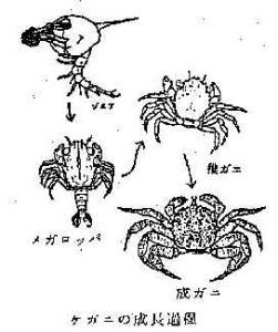 ケガニの成長過程