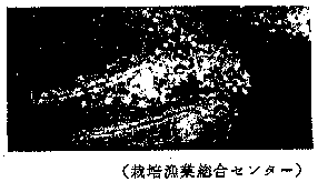 栽培漁業総合センター