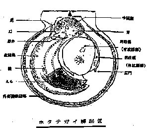 ホタテガイ