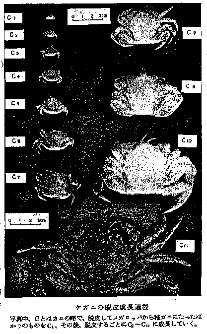 ケガニの脱皮成長過程