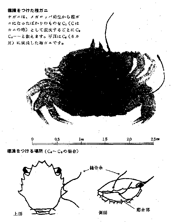 標識をつけた稚カニと標識をつける場所