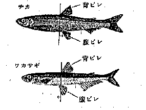 チカとワカサギの違い