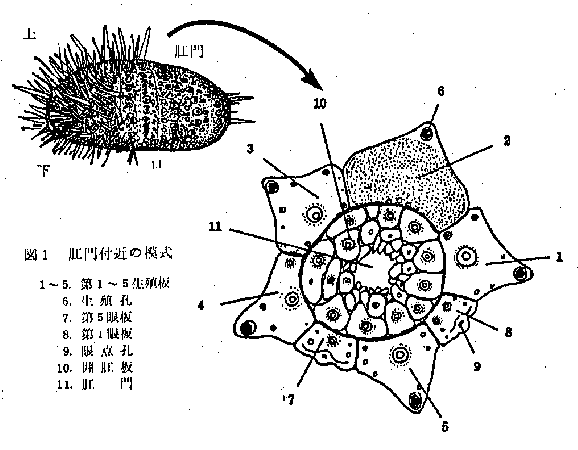 図1