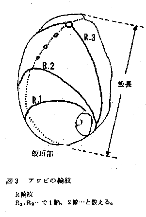 アワビの輪紋