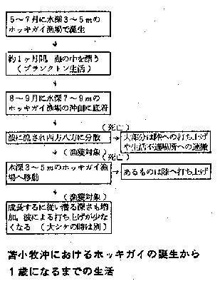 苫小牧沖におけるホッキガイの誕生から1歳になるまでの生活