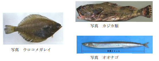 ウロコメガレイ、オオナゴ、カジカ類