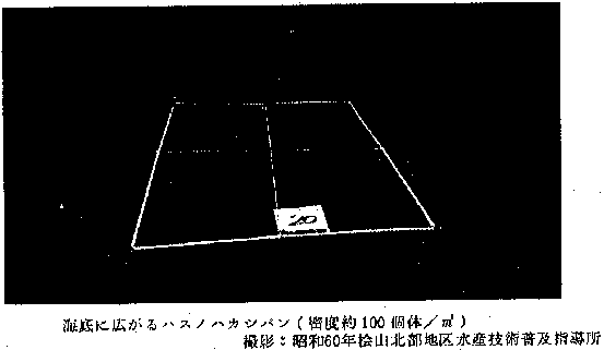 海底に広がるハスノハカシパン