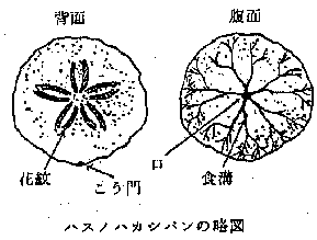 ハスノハカシパン略図