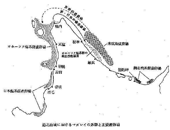道北海域におけるマガレイの系群と主要産卵場