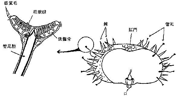 ウニの断面図と部位