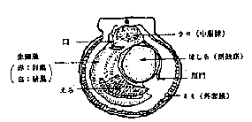 ホタテ部位説明