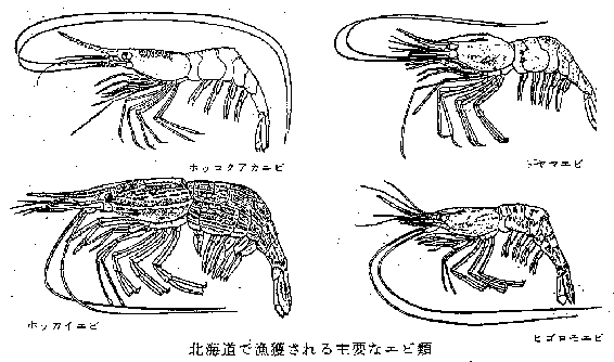 北海道で漁獲される主要なエビ