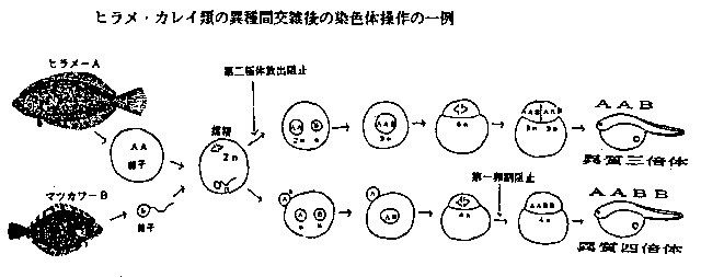 ヒラメ・カレイ類の異種間交雑後の染色体操作の一例