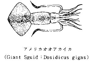 アメリカオオアカイカ