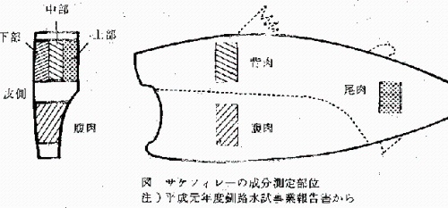 図　サケフィレーの成分測定部位